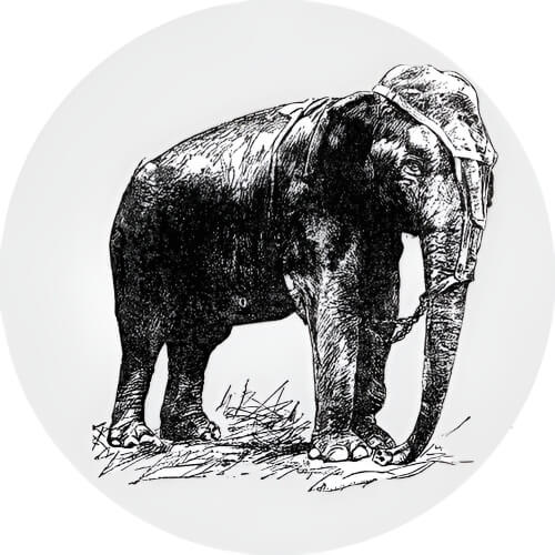 Raichu Topsy Elephant