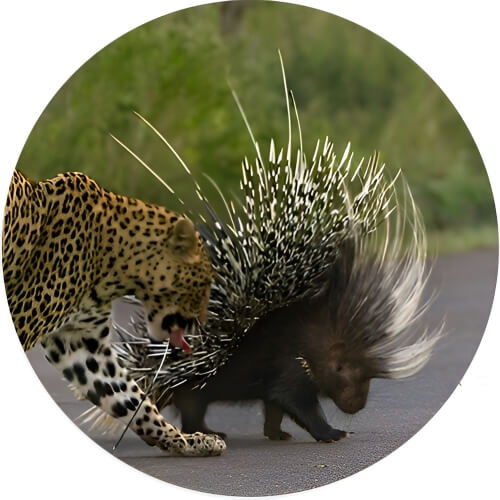 Sandslash Porcupine design