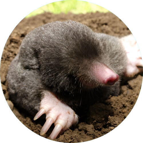 Diglett Mole design