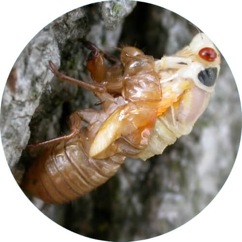 Paras Cicada nymph design