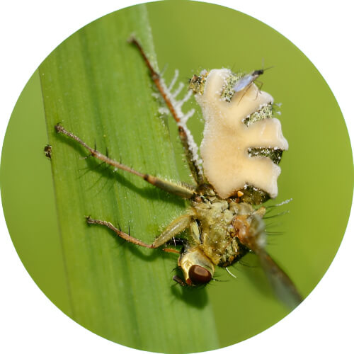 Paras Entomophthora muscae design