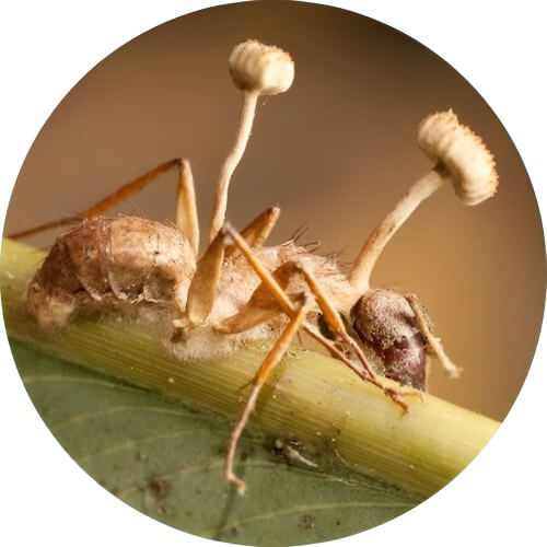 Paras Ophiocordyceps unilateralis design