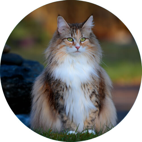 Perrserker Norwegian Forest cat design